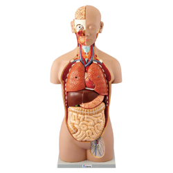 人体解剖模型(トルソー型) AL-16
