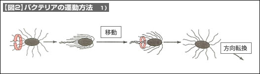 【図2】バクテリアの運動方法