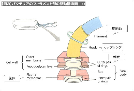 【図3】バクテリアのフィラメント部の駆動構造図