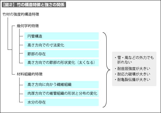 【図2】竹の構造特徴と強さの関係
